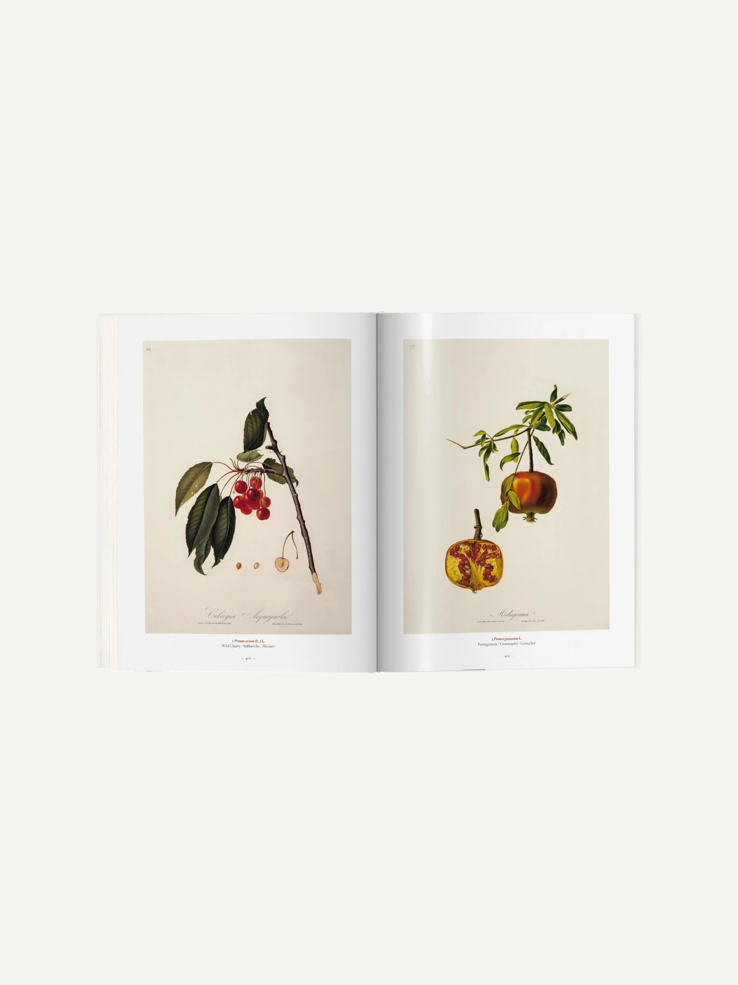 A Garden Eden. Masterpieces of Botanical Illustration