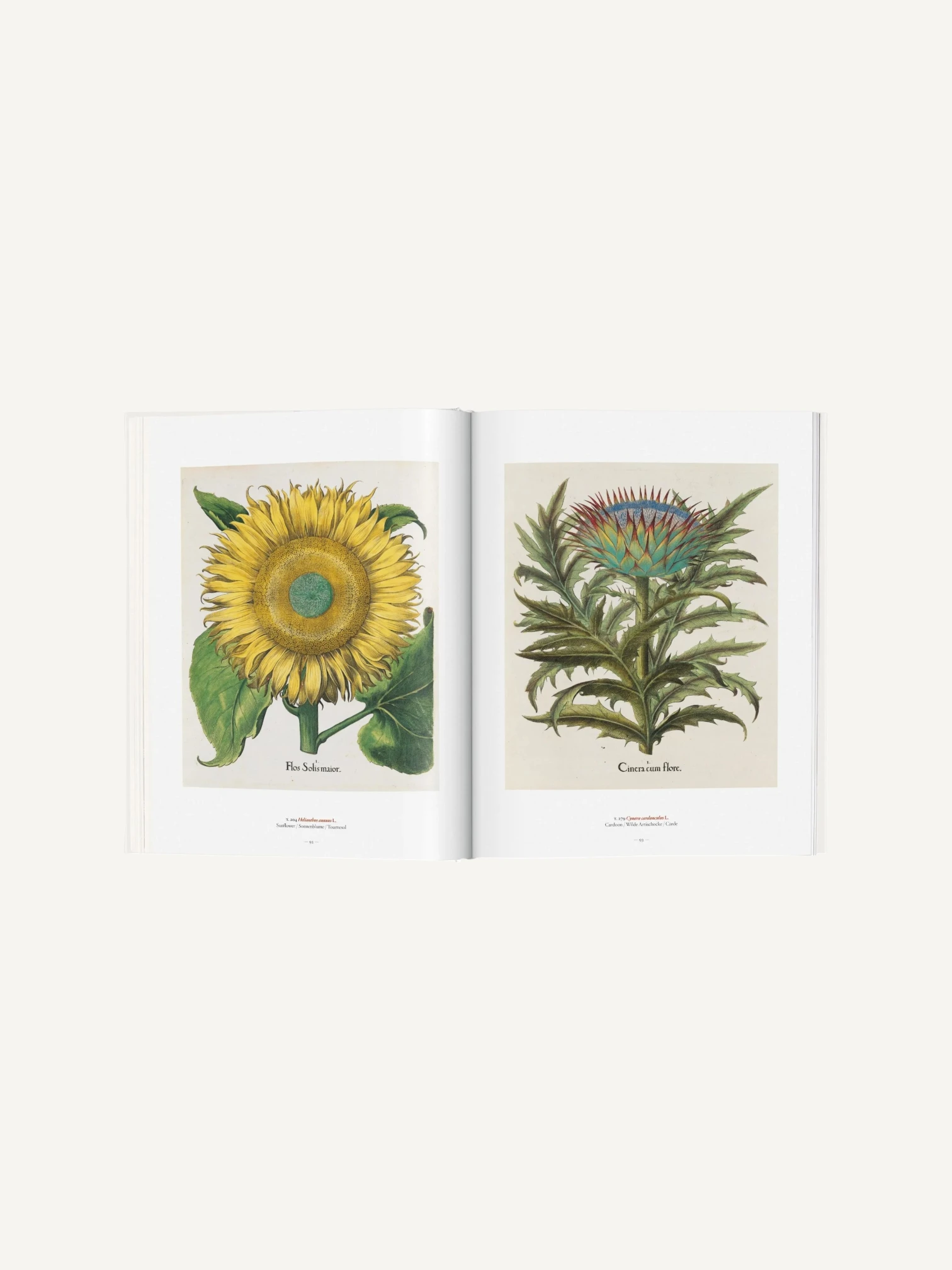 A Garden Eden. Masterpieces of Botanical Illustration