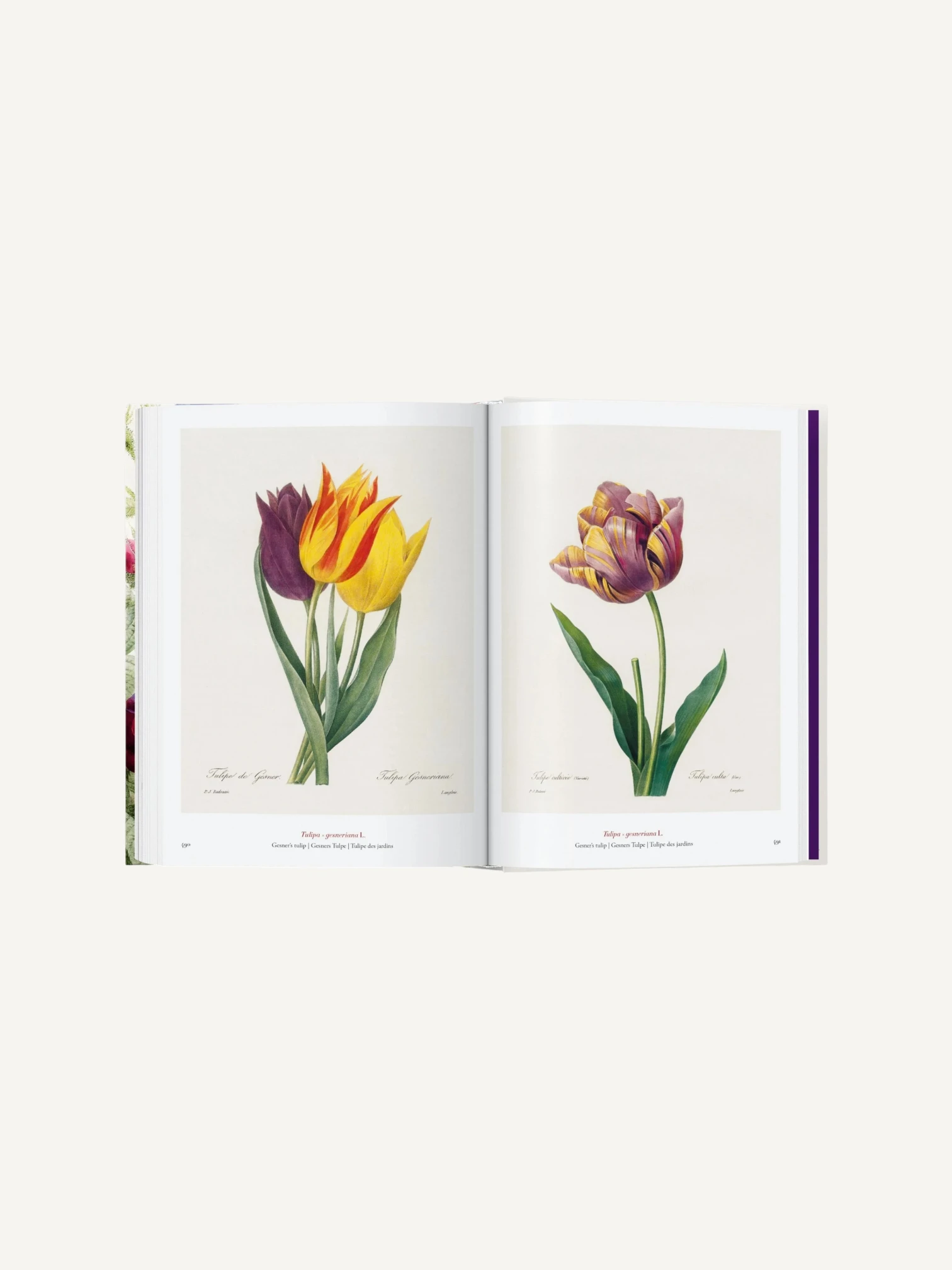 Redouté. The Book of Flowers
