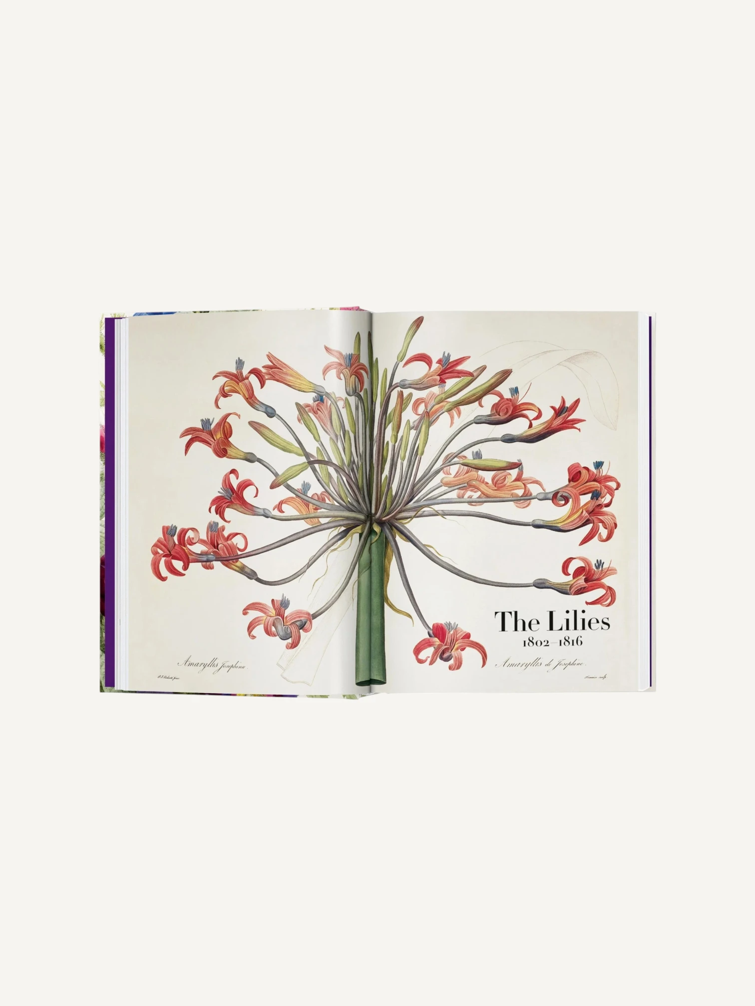 Redouté. The Book of Flowers