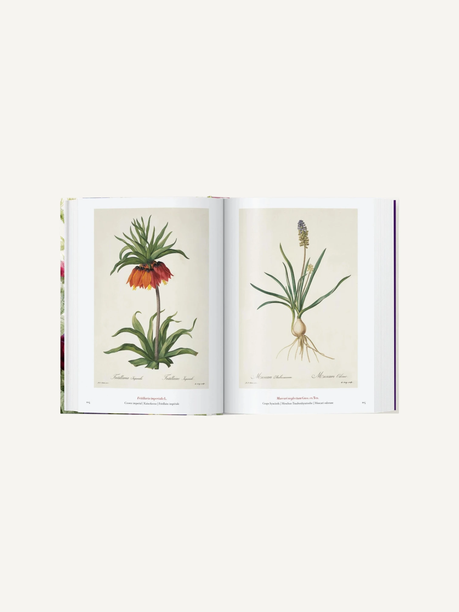 Redouté. The Book of Flowers
