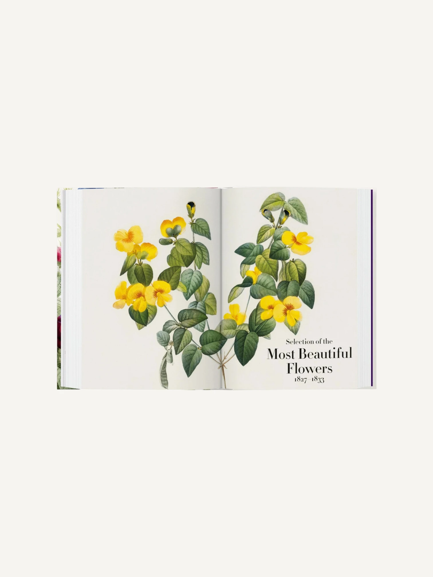 Redouté. The Book of Flowers